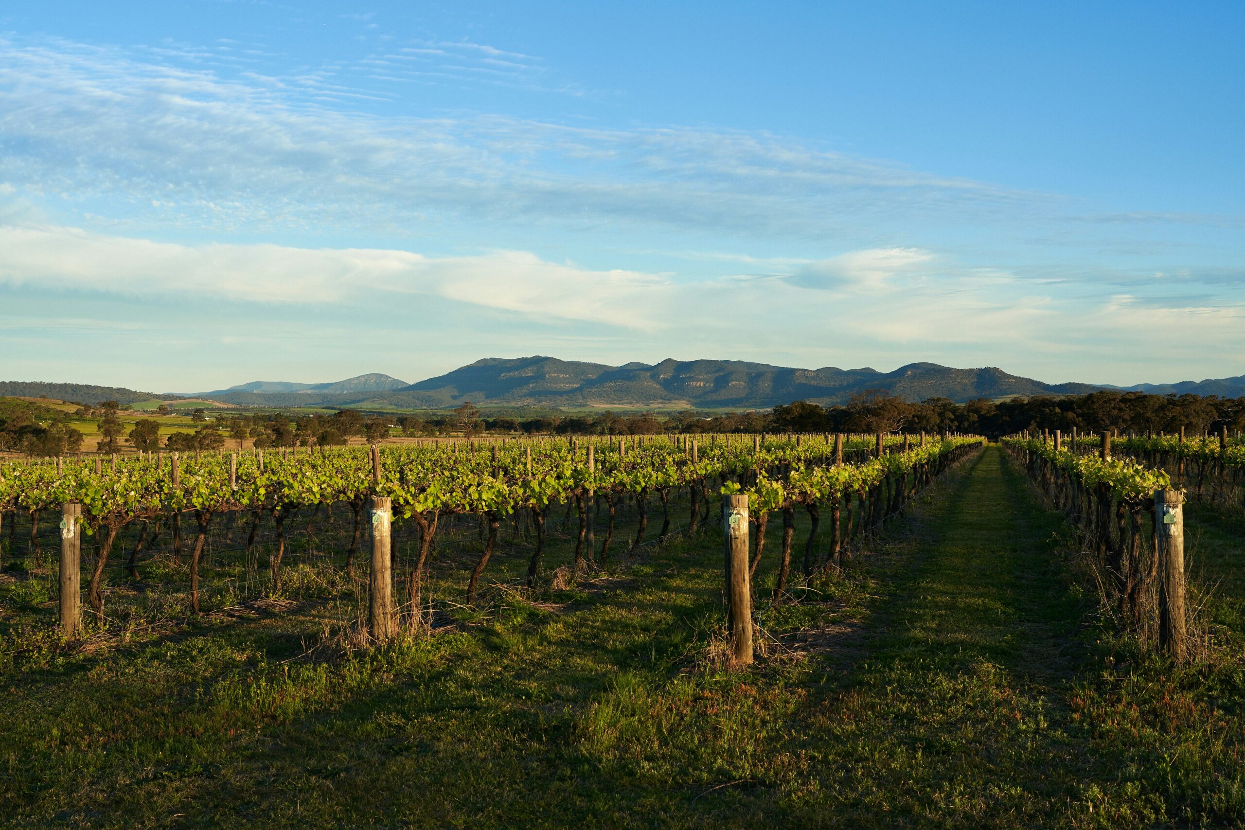 Vineyards around Orange NSW