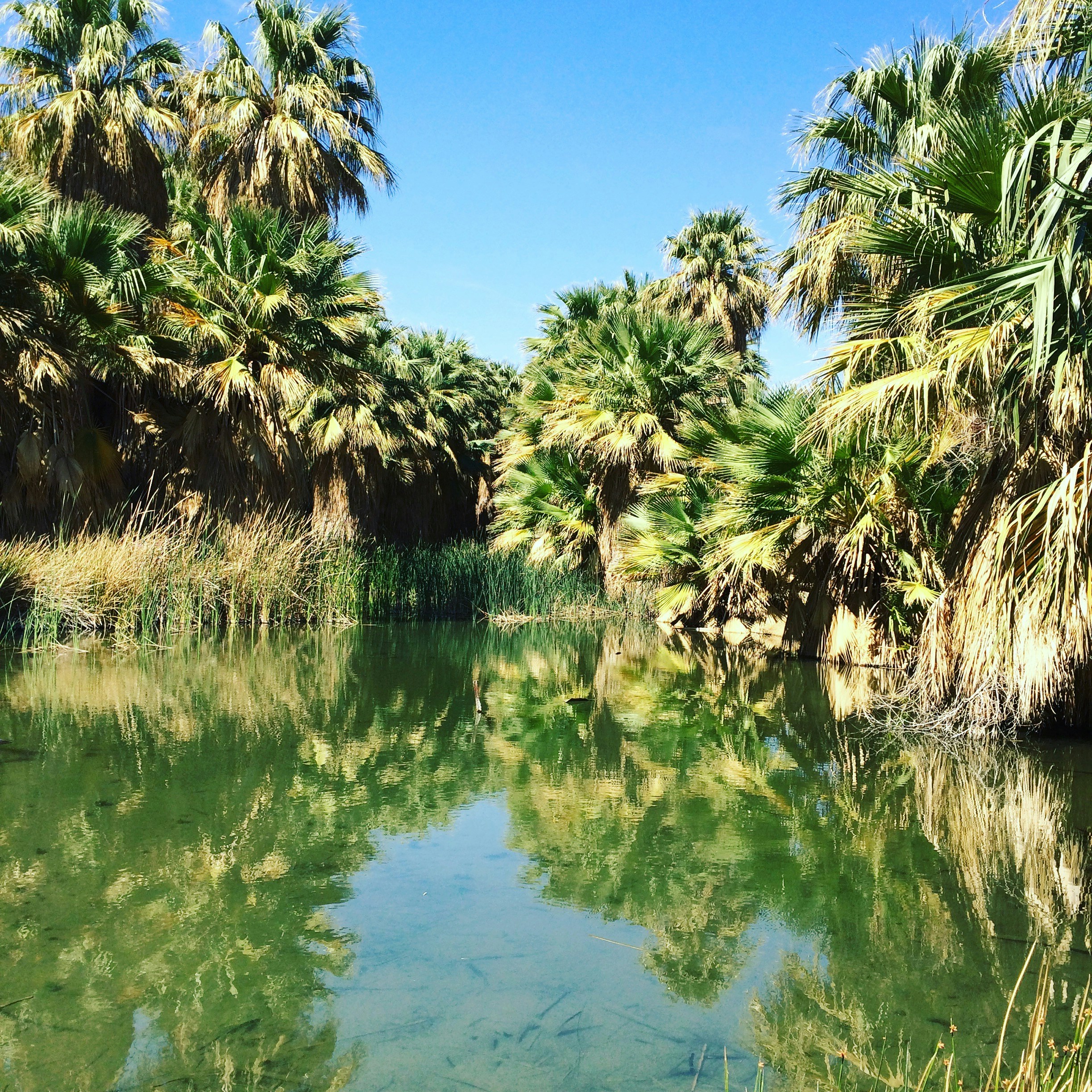 Oasis palms at Coachella Valley Preserve