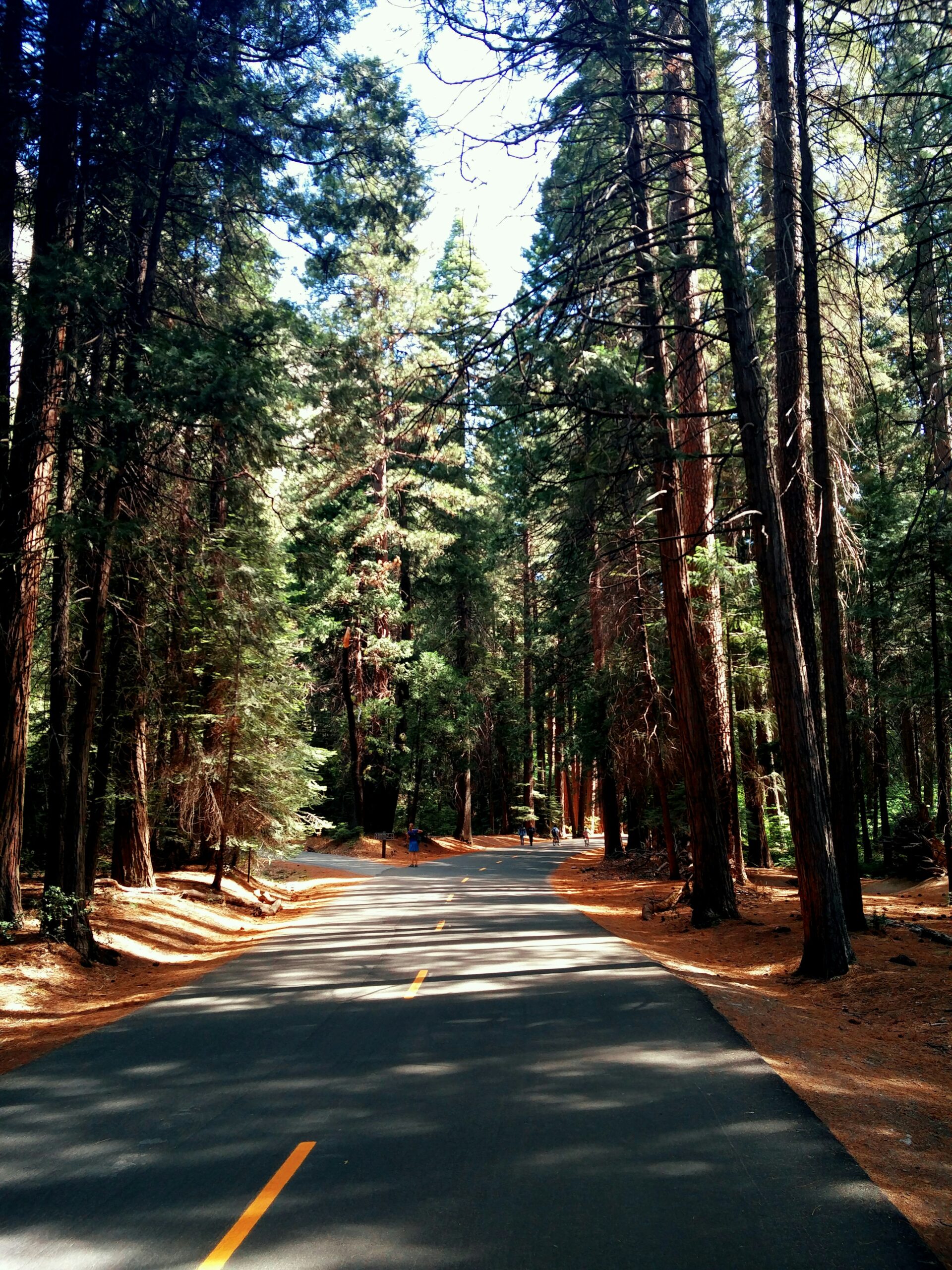Redwood forest