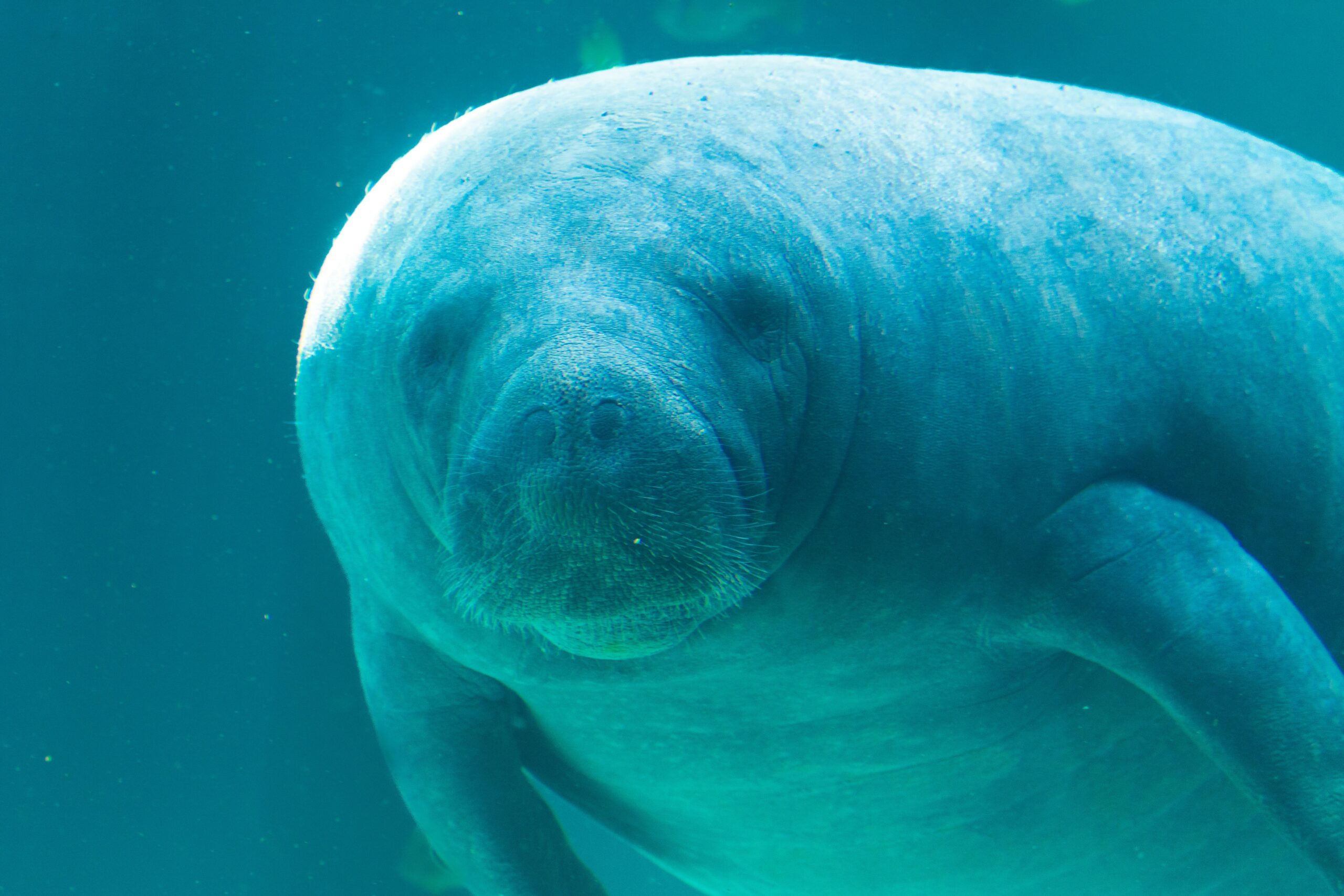 Clear spring waters with manatees