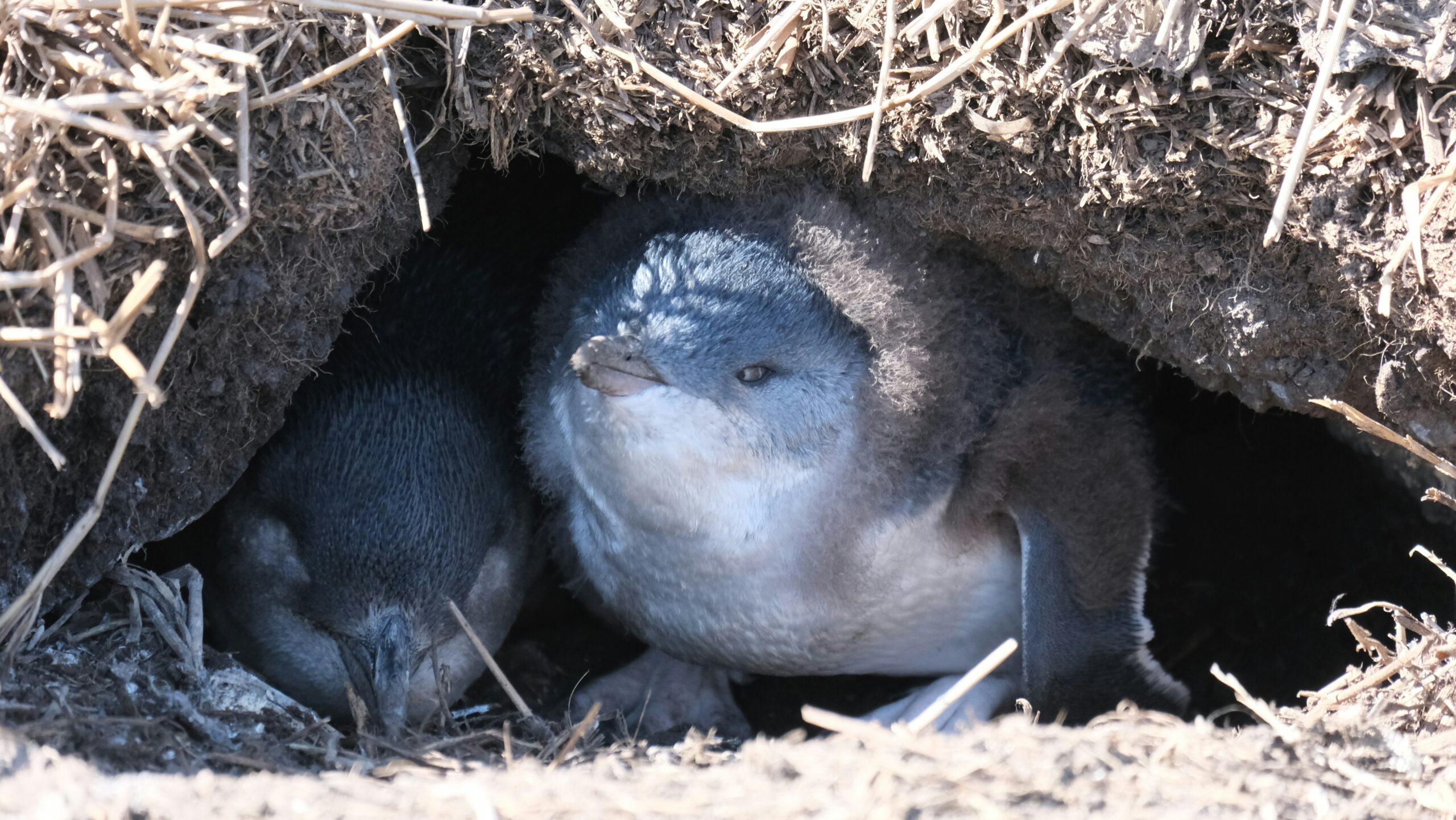 Little penguins